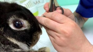 Как постричь кролику когти .mp4