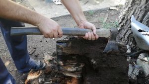 Страшное насекомое!!! Личинки майского жука - хруща, монстры в пнях