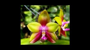 Новые орхидеи. Обзор летних покупок 2021г. (часть2).           Интересные сорта.