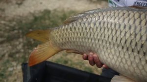 Ловля трофейного КАРПА летом. Самый простой способ поймать МЕГА РЫБУ! (1080p)