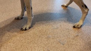 Как линяет далматинец.