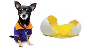 Можно ли собаке яйца?