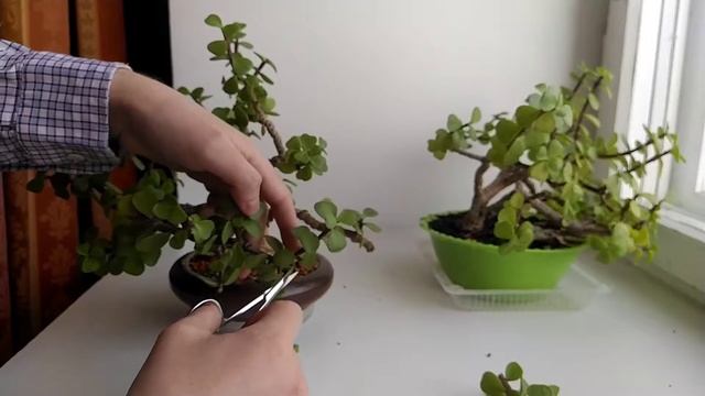 ОБРЕЗКА БОНСАЙ. ОСНОВНЫЕ ПРИНЦИПЫ | ЧТО ОБРЕЗАТЬ И ДЛЯ ЧЕГО?