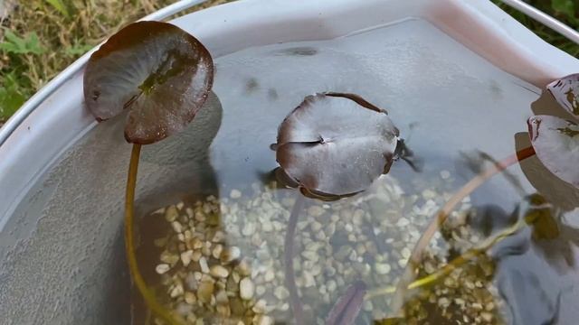 НИМФЕЯ (водная лилия, кувшинка) в саду. Мой опыт выращивания смотреть онлайн