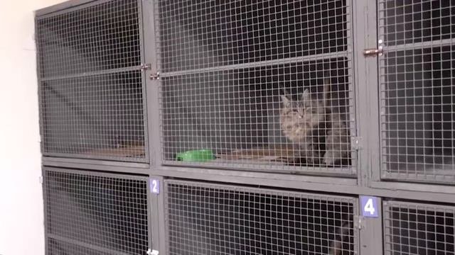 Первые питомцы в приюте для безнадзорных животных