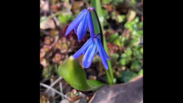 Ознакомление с окружающим миром по теме первоцветы смотреть онлайн