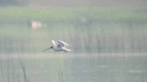 Море карася в Подмосковье на Занинском водохранилище