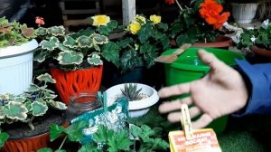 ПОДКОРМИТЕ СВОЮ ГЕРАНЬ (ПЕЛАРГОНИЮ) осенью ТАК и она отлично перезимует