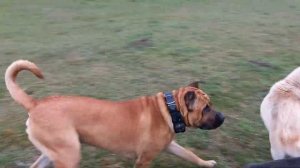 Канарский дог и Кане Корсо . Фрэнк друг Матильды.