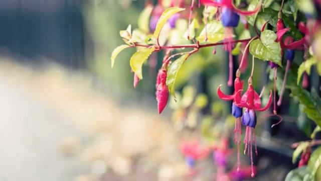 ?Прекрасные цветы и звуки природы?