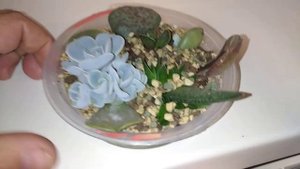 размножение суккулентов листиками #цветы #комнатныецветы #суккуленты