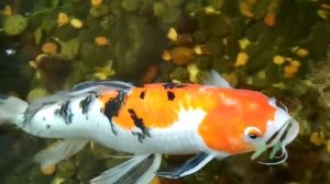 Большие красивые карпы Кои. Открытый аквариум