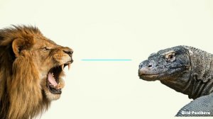 Komodo Dragon VS Lion - Lion VS Komodo Dragon Who Would Win
