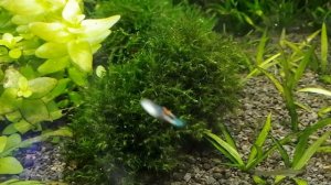 Мох Феникс - Fissidens fontanus