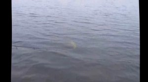 Ловля щуки осенью на озерах