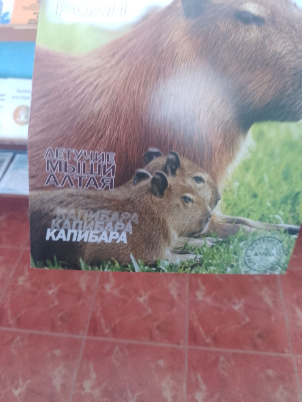стант