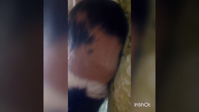 Беременная морская свинка смотреть онлайн