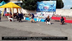 Чихуахуа на выставке собак. Республиканская выставка собак всех пород - 22 августа 2021 г.