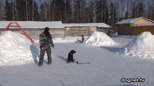 Дрессировка лабрадора Венди