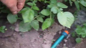 Полив картофеля по бороздам