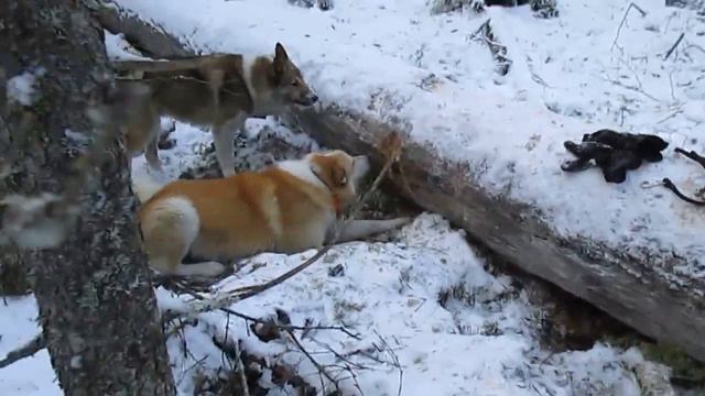 Работа по кунице - часть 1. смотреть онлайн