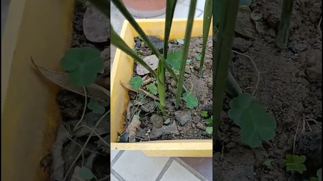 CAST IRON PLANT / Aspidistra elatior смотреть онлайн