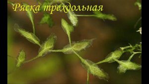 плавающие аквариумные растения