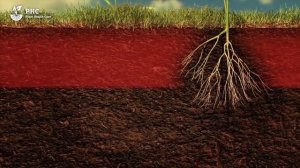 Почва - это живой организм. Микориза