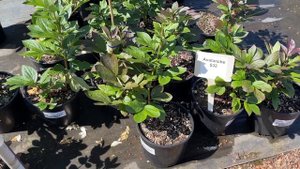 США ?? САД ПИОНОВ. САМЫЕ КРАСИВЫЕ СОРТА ПИОНОВ