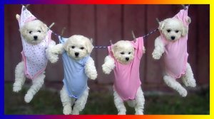 Baby Pets Cute & Funny Animals Video Compilation , милые и забавные домашние животные, подборка