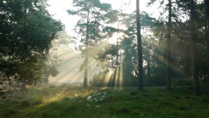 Релакс солнечные лучи . Relax the sun rays