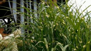 Гортензии в саду очаровывают .околдовывают. завораживают. Часть вторая.