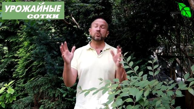 Вот так ПРАВИЛЬНО ухаживать за капустой! Ни болезней, ни вредителей! смотреть онлайн