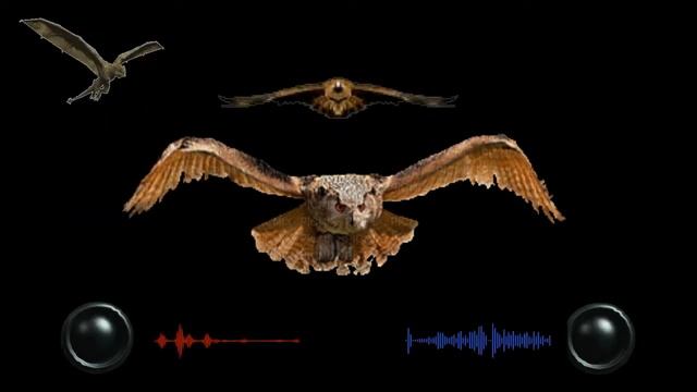 ?Эти звуки прогонят ворон/This sounds against the crows