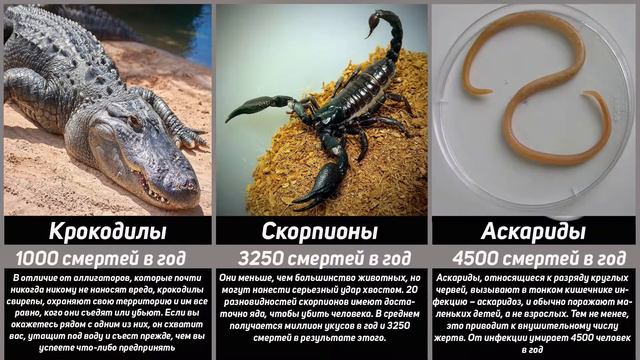 Самые смертоносные животные мира смотреть онлайн