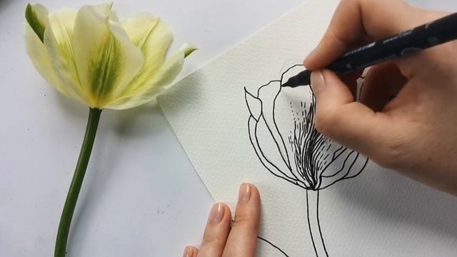 Тюльпан, графика, акварель смотреть онлайн