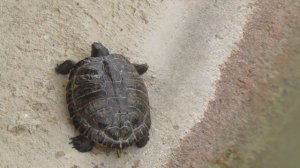 Наблюдение за черепахой/Watching the turtle