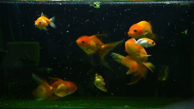 Can my Goldfish eat bread? | Goldfish and Bread - Should You Give Your Fish a Slice? смотреть онлайн