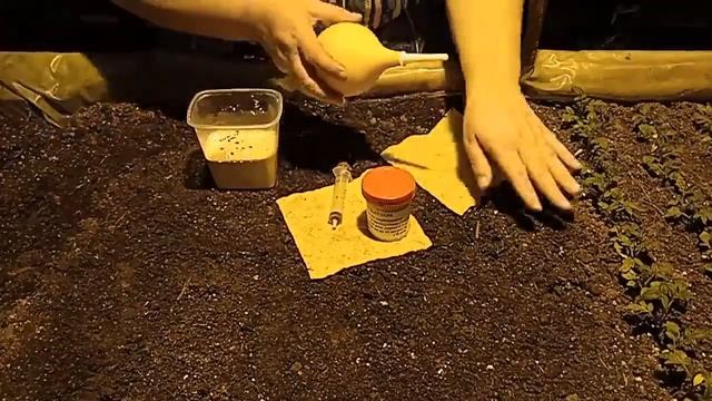 Кардон - лекарство от корневой и прикорневой гнили, мучнистой росы, парши и черной ножки. смотреть онлайн