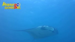 Deagostini МОРСКИЕ ГИГАНТЫ и КО МАКСИ ГИГАНТСКАЯ МАНТА  Деагостини распаковка Liska Show