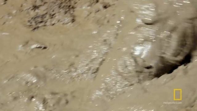 How To Survive Quicksand | Primal Survivor
