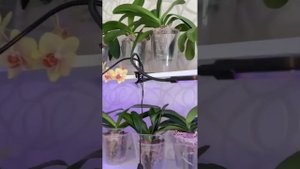 Лампа для растений и рассады фитолампа с пультом управления Classmark, светодиодная ультрафиолетова