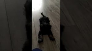 Чему можно научить трехмесячного щенка цвергшнауцера !