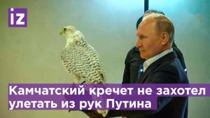 Камчатский кречет не захотел улетать из рук президента РФ, когда он покормил птицу / Известия