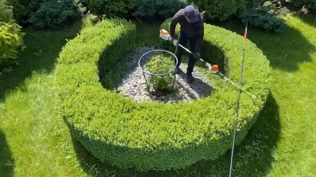 Самшит стрижка [Минск, Беларусь] смотреть онлайн