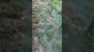 Виноград Красная Планета, Гран При и много других. на 20 июля 2023г.