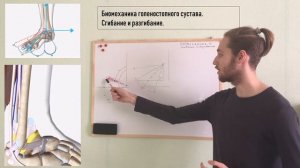 Биомеханика голеностопного сустава. Сгибание и разгибание
