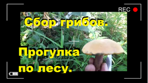 Открытие грибного сезона. Сбор Иван чая. Отдых на природе. Walking in the Siberian forest.