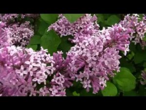 Сирень мелколистная.