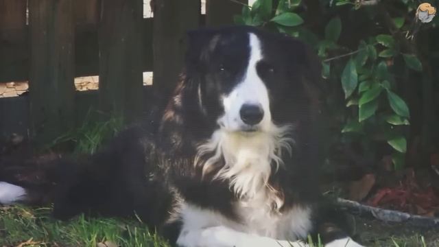 Папа привел собаку для своего парализованного сына. То, что произошло дальше, повергло всех в шок! смотреть онлайн